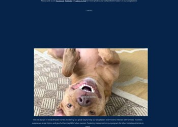 Home screencapture tysonschance org adoptions and fostering 2026 05 04 14 06 11